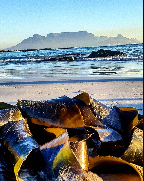 Table Mountain viewed from the Cape Town shoreline